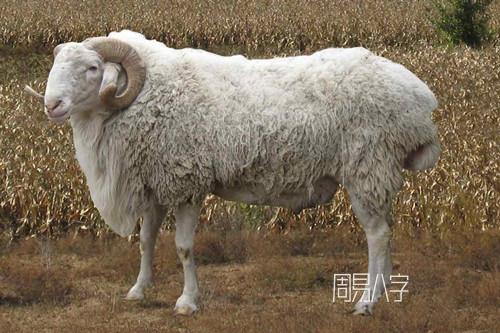 1991年属羊是什么命(是得禄之羊吗)(1)
